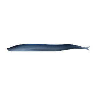 BERKLEY GULP! SALTWATER SAND EEL, 5", SILVER MUD